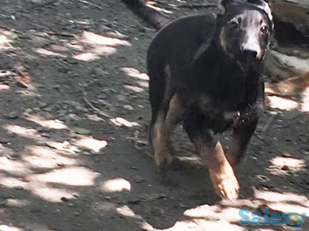 Отдам собаку в хорошие руки!, фотография 1