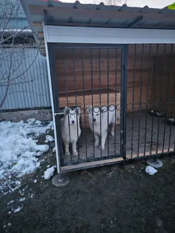 Продам Собак Породы Белая Швейцарская овчарка, фотография 7