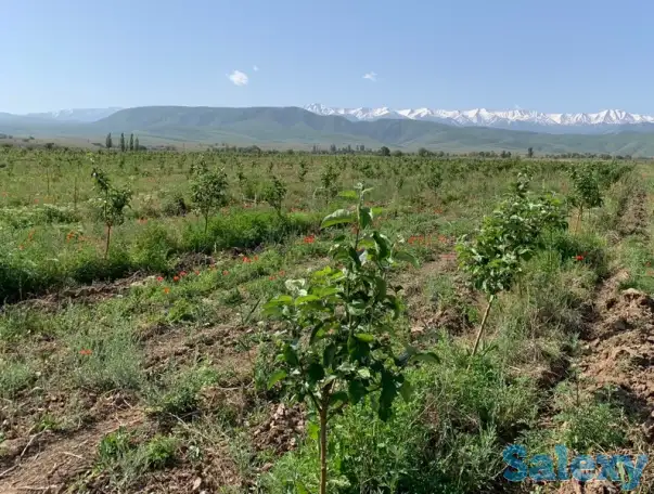 Продажа яблонево-сливовых садов в Алматинской области., фотография 1