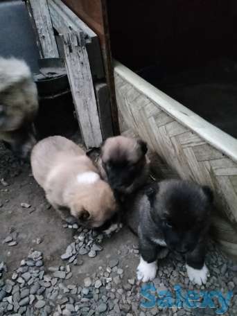 Продам щенков алабая, фотография 3