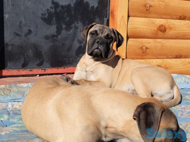 Щенки Бульмастифа, фотография 6