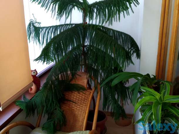 Араукария, фотография 1