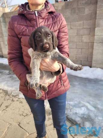 Продам щенков породы драхаар, фотография 1