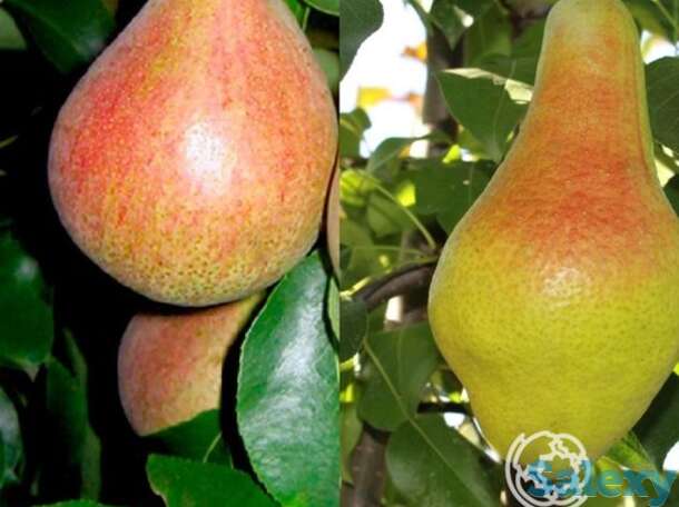 Груша 2 в 1: яковлевская/белорусская поздняя, фотография 1