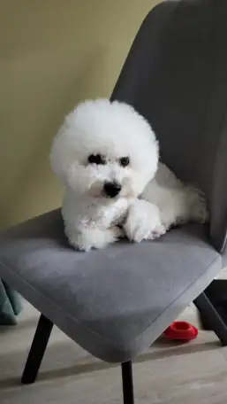 Ищем подружку своему любимчику, фотография 5