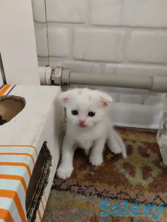 Продаются котята. Шотландская вислоухая., фотография 3