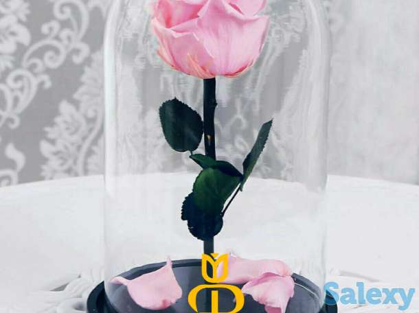 Живая Роза в стеклянной колбе - Бесплатная Доставка, фотография 6