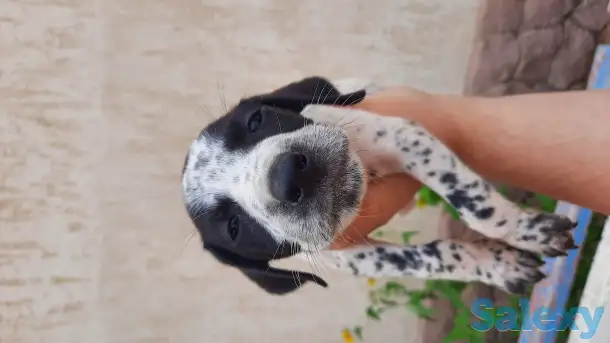 продам щенков, порода курцхаар, фотография 4