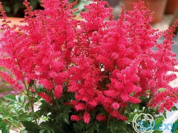 Астильба Юник Кармин, фотография 1