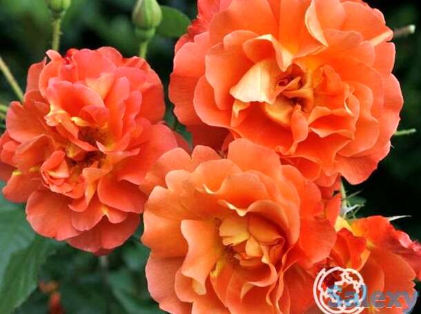 Роза Вестерленд кустарниковая, фотография 1