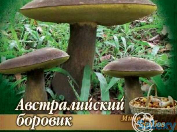 Боровик Австралийский на зерновом субстрате 15мл, фотография 1