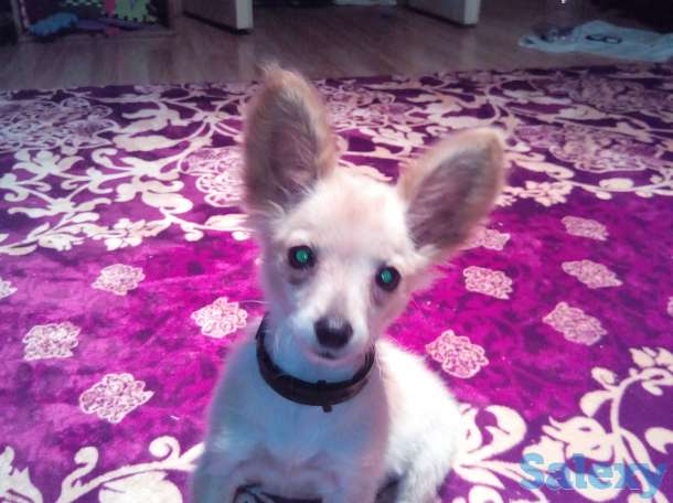 Той терьер, фотография 1