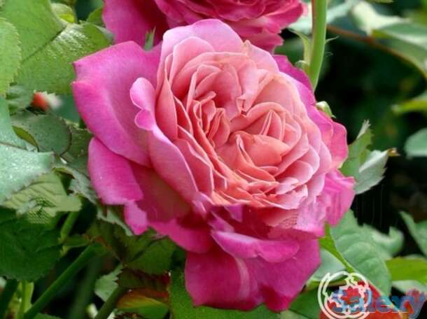 Роза агнес шиллигер, гийо, фотография 1