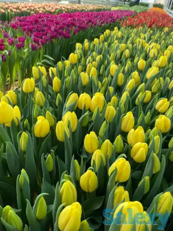Тюльпаны оптом, фотография 5