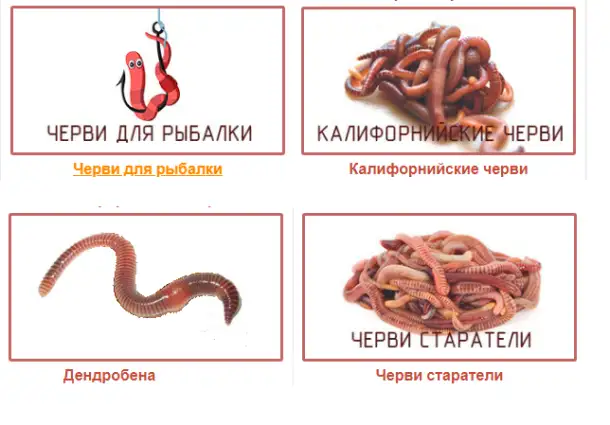 Вермикомпост - биогумус. Органическое удобрение, фотография 7