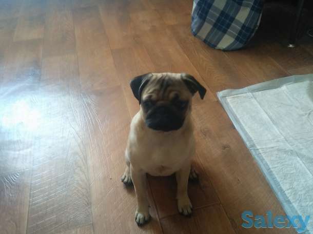 Продам, собачку мопса. Шесть месяцев, с элитного питомника. Приучина ходить  в туалет на улицу., фотография 2