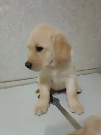 Щенки Лабрадор ретривер, фотография 11