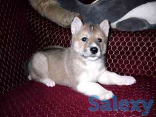 Продам щенков, фотография 1