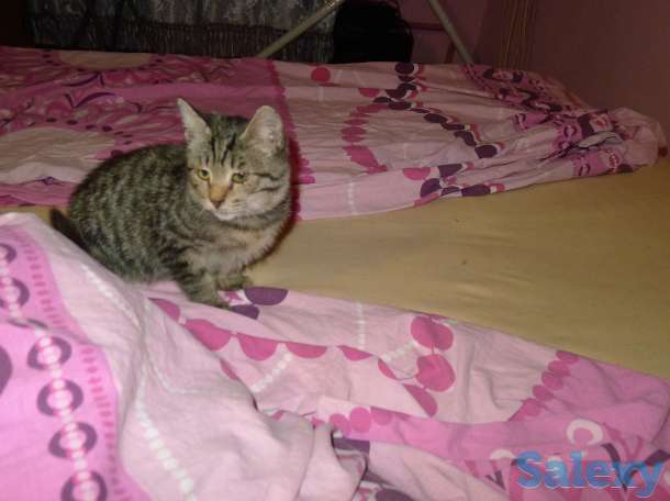 Отдам в добрые руки 2,5 месячного серого тигрового котёнка, девочку., фотография 2