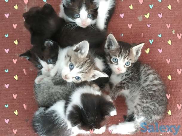 Отдам котят в хорошие руки, мать примесь турецкого вана, фотография 1
