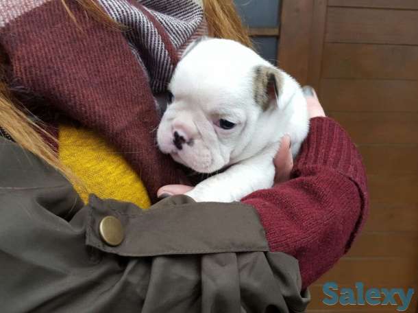 Лапочки-дочки, фотография 4