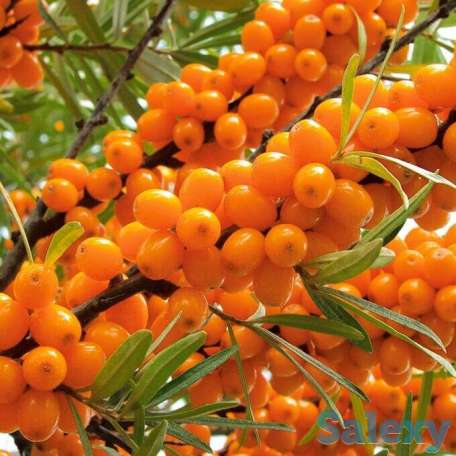 Саженец облепихи 