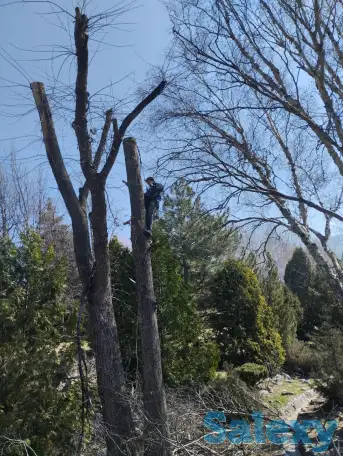 Спил, сруб деревьев, обрезка, кронировка, выкорчевка пней, фотография 2