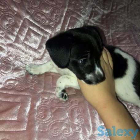 Продам Джек Рассела, фотография 1