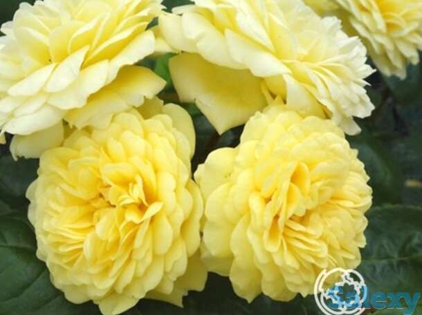 Роза еллоу мейлав, мейян, фотография 1