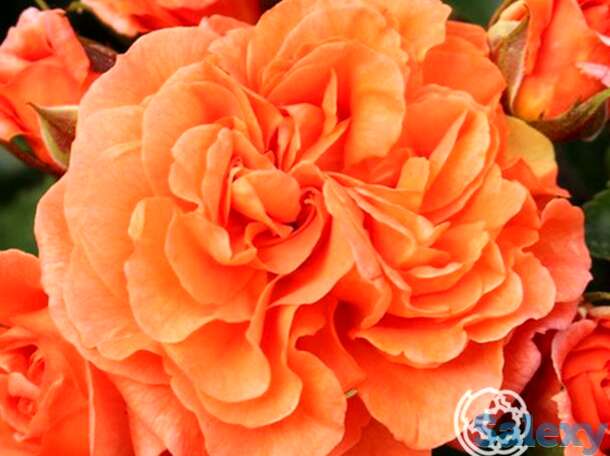 Роза оранжери, топалович, фотография 1