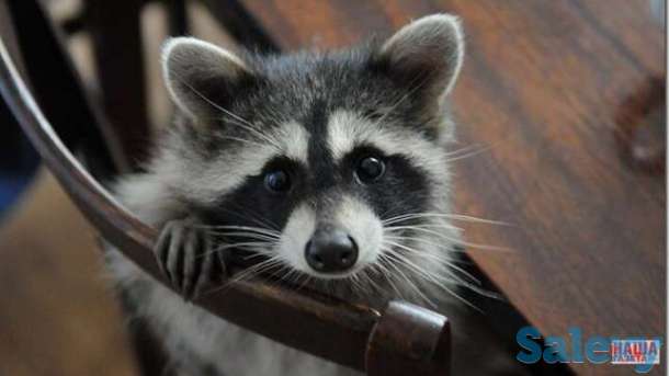 Малышка полоскун, фотография 1