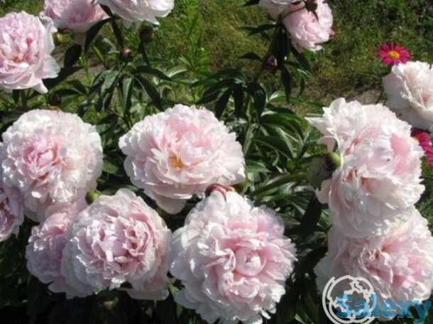 Пион сара бернард, фотография 1