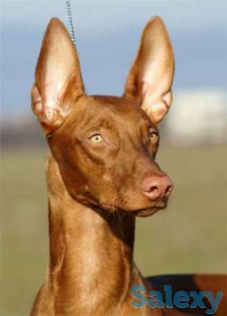 Фараонова собака, фотография 1