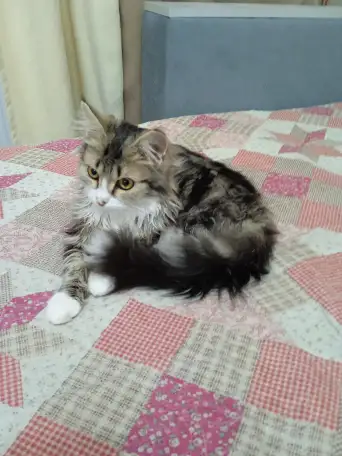 Отдаю кошку в хорошие руки связи с переездом, фотография 1