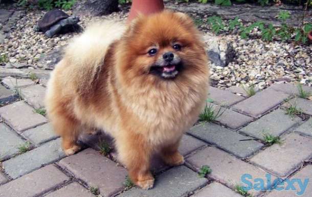 Померанский шпиц, фотография 1