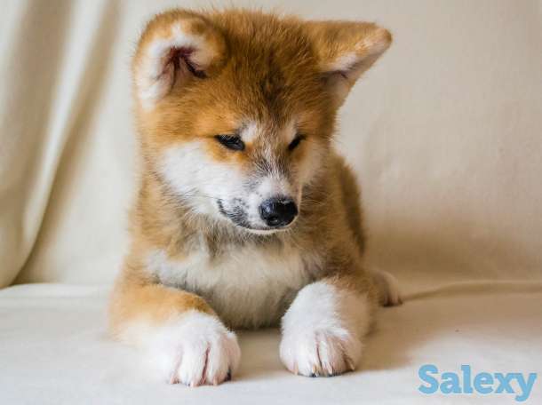 Щенки Акита-ину, фотография 4