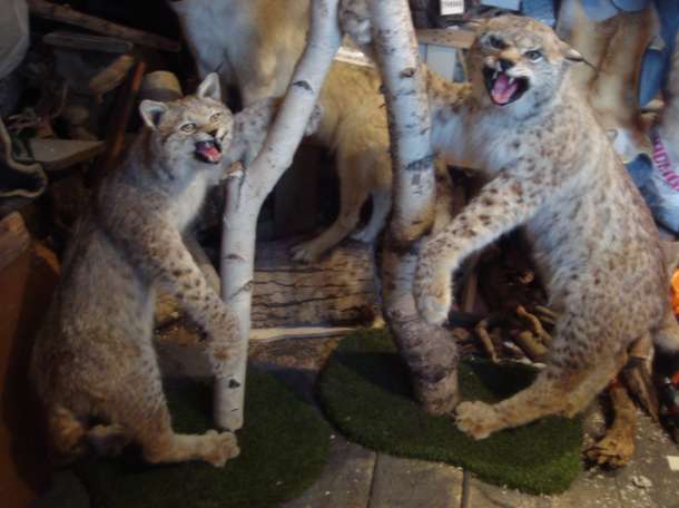 Чучела животных, птиц, рыб. Изготовление и продажа., фотография 2