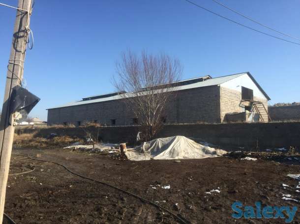 Сарай, теплица, Жаңа арық, фотография 2