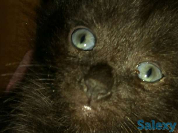 Котят в хорошие руки, фотография 3