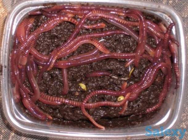 Черви навозные (живая наживка для рыбалки), фотография 3