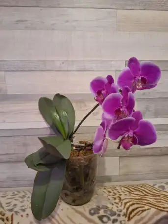 Продам орхидеи, фотография 3
