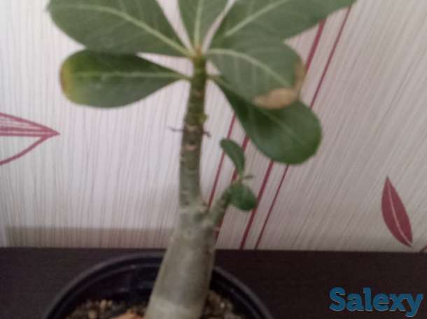 Адениум, фотография 1