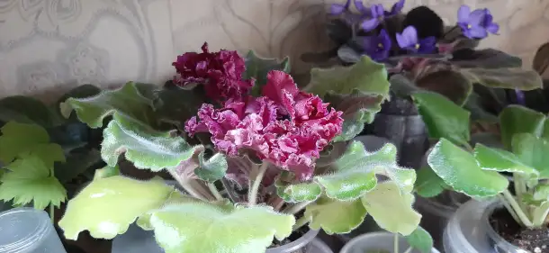 Продам цветы дешево, фотография 13