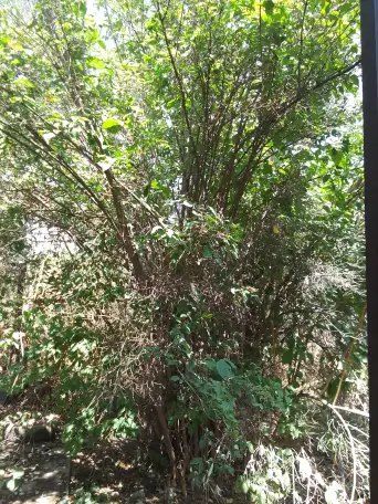 Продам землю, Алтын орда, фотография 3