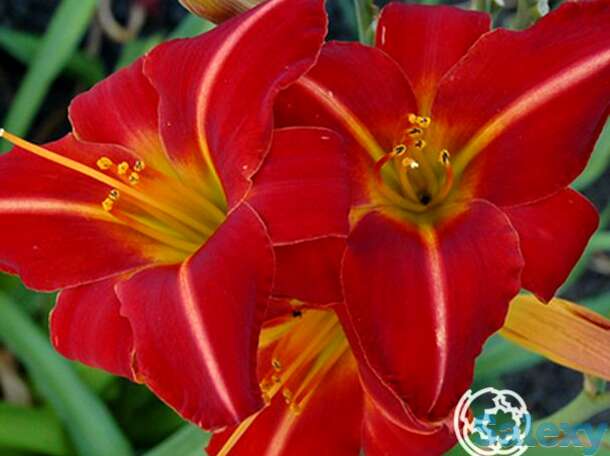 Лилейник Чикаго Файр, фотография 1