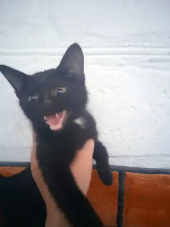 Отдам в добрые руки котика маленького,очень игривый и ласквый ,возраст 3 месяца, фотография 3