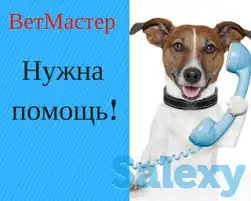 Ветеринарная помощь с выездом и в клинических условиях 24\7, фотография 1