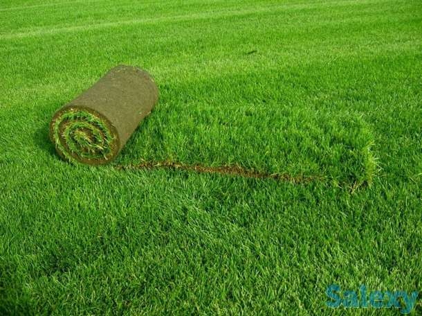РУЛОННЫЙ ГАЗОН высшего качества, фотография 3