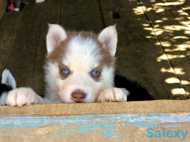 Сибирские Хаски, фотография 4