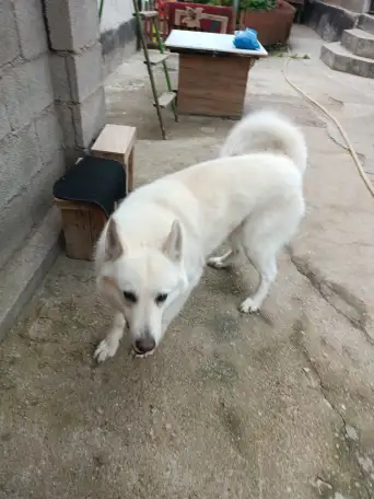 Породистая Лайка, 3 года, фотография 7